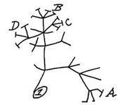 Darwin's Phylogeny